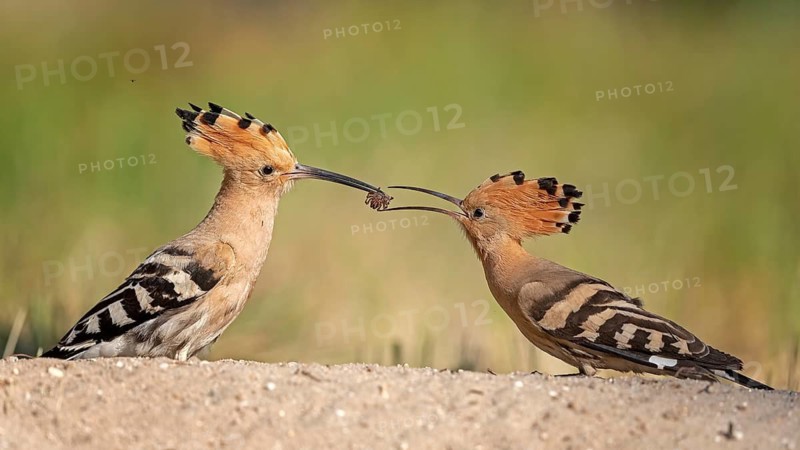 Eurasian Hoopoe (Upupa epops) male feeding female in courtship ritual, Saxony-Anhalt, Germany