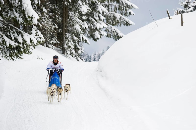Sled dog racing, Todtmoos, Black Forest, Baden-Württemberg, Germany