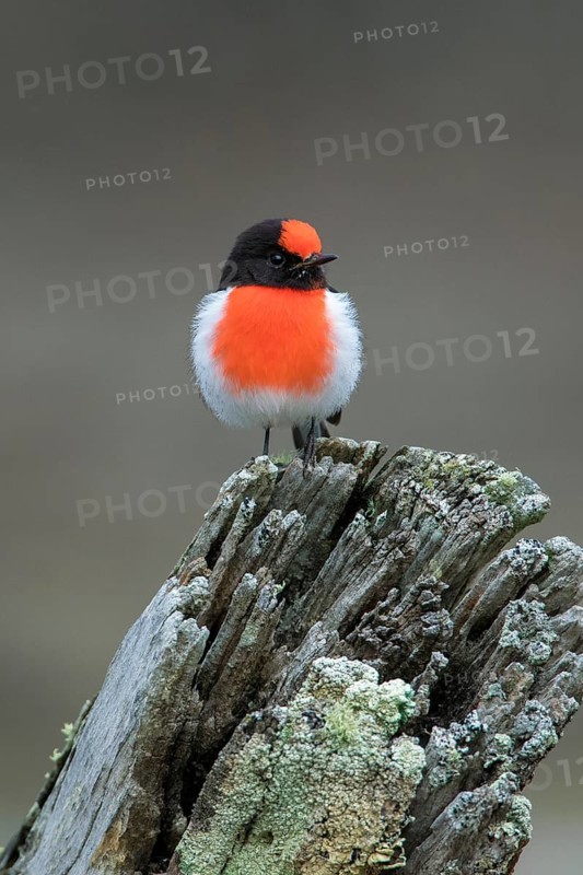 Red-capped Robin (Petroica goodenovii) perched on an old tree stump, Victoria, Australia