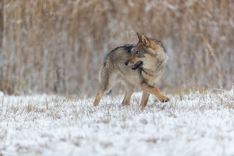 One young male eurasian gray wolf (Canis lupus lupus) running towards the camera over a snow covered meadow during snowfall. White meadow and reed in the background
