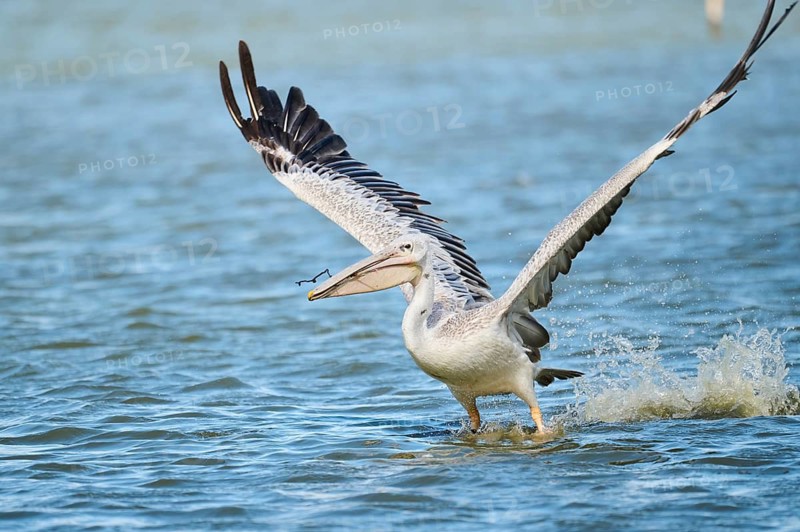 Great white pelican (Pelecanus onocrotalus) starting from the sea, France