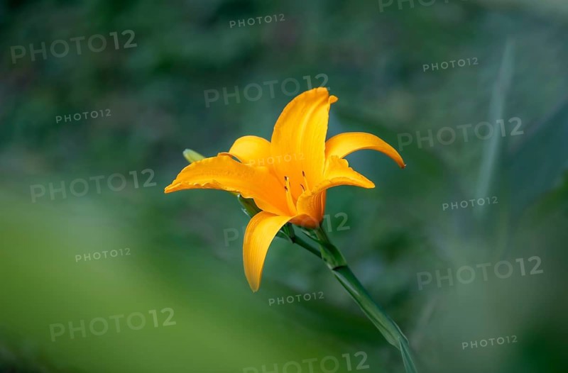 Orange-coloured flower of a daylily (Hemerocallis), Bigodi, Uganda