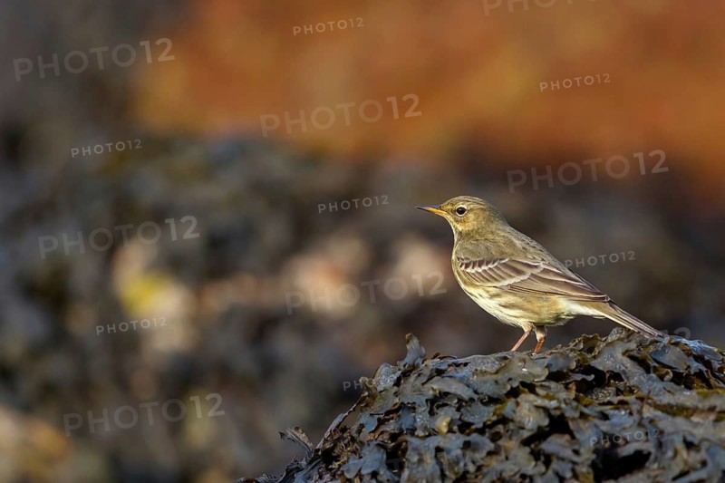 Sand Pipit, (Anthus petrosus), animals, birds, songbirds, biotope, habitat, Heligoland, Schleswig-Holstein, Germany