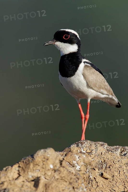 Pied Plover (Hoploxypterus cayanus) perched on a rock in the Amazon of Brazil