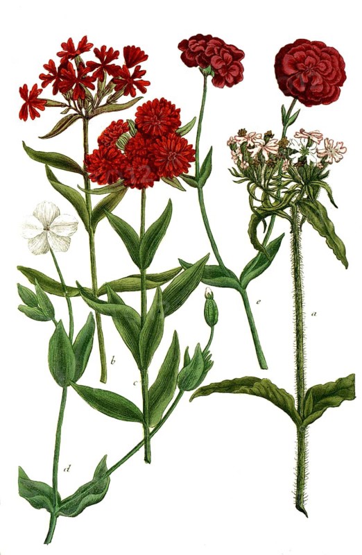Botany, plants, a. lychnis chalcedonica, b. l chalcedonica flore simplici, c. l flore pleno minimato, burning love, d. l coronaria alba, e. lychnis coronaria flore rubro