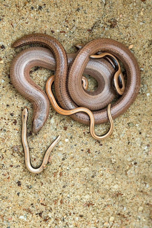 Anguis fragilis, slow worm, western slow worm, adult, blindworm, deaf adder, hazelworm, high size, portrait format, young animal, juvenile, reptiles, lizards, long-cripple, reptilia, reptiles, slowworm