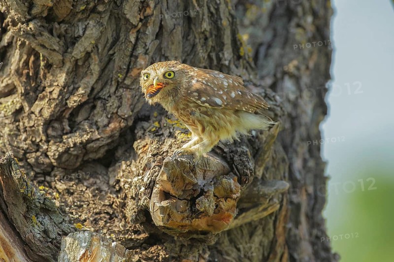 Little Owl (Athene noctua) with insect in its beak, Danube Delta, Romania
