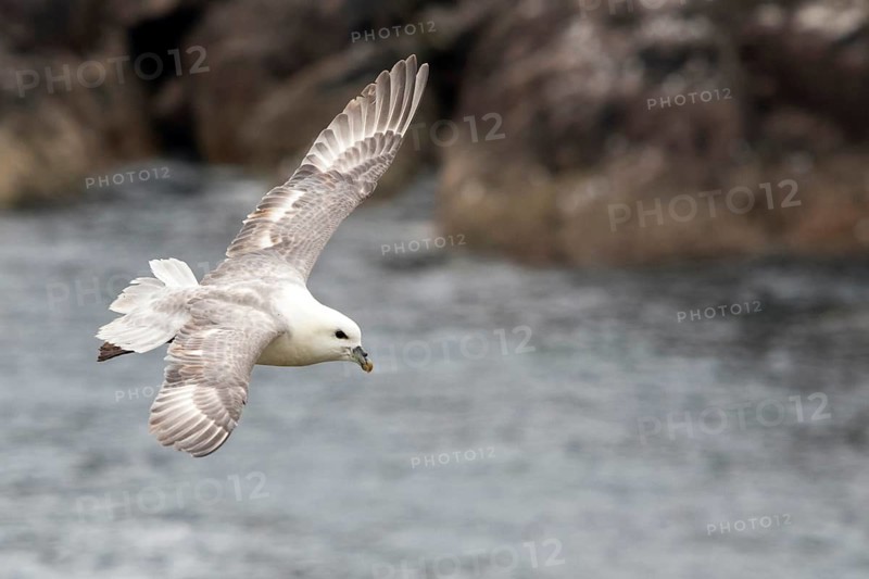 Northern Fulmar (Fulmarus glacialis) flying, Saltee Islands, Ireland