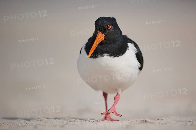 Eurasian oystercatcher (Haematopus ostralegus) on the beach, Düne, Helgoland, Schleswig-Holstein, Germany