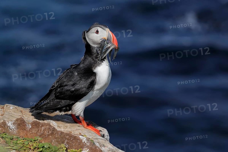 Atlantic Puffin (Fratercula arctica), Iceland