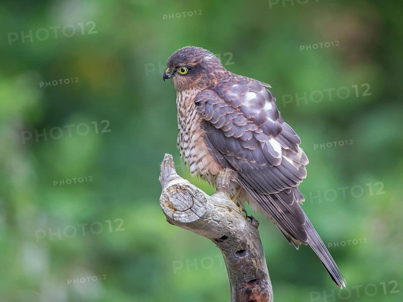 Eurasian Sparrowhawk (Accipiter nisus) female, Wales, United Kingdom