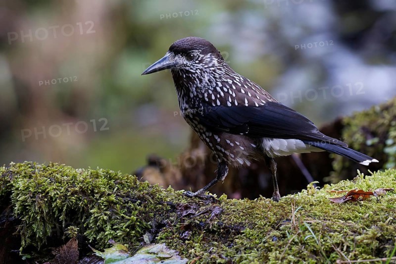 Spotted Nutcracker (Nucifraga caryocatactes) perched on the ground, Baden-Wuerttemberg, Germany
