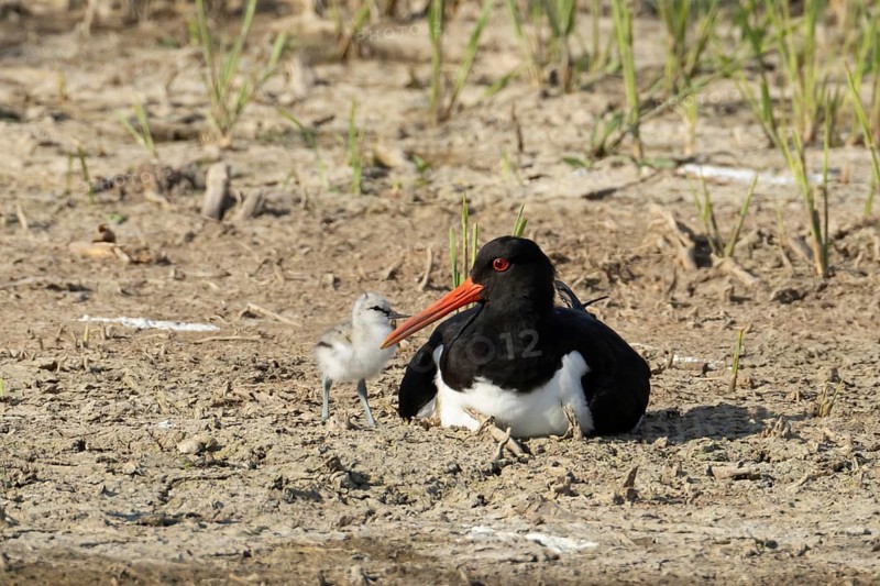 Eurasian oystercatcher (Haematopus ostralegus) adult wading bird seemingly having adopted a Pied avocet (Recurvirostra avosetta) juvenile baby bird on a wetland scrape, RSPB Minsmere nature reserve, Suffolk, England, United Kingdom