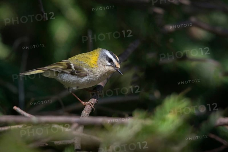 Common firecrest, golden cockerel, Regulus ignicapillus, golden cockerel, birds, male, passeri, songbirds, birds