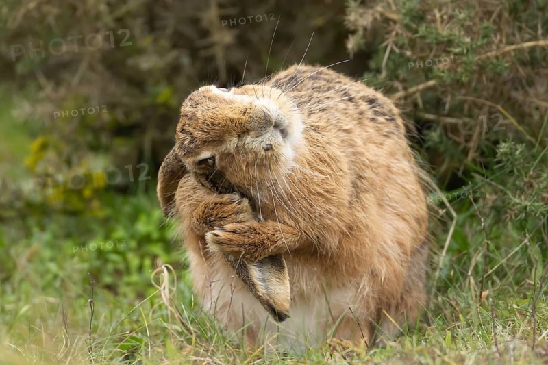 European brown hare (Lepus europaeus) adult animal washing its ear in grassland, England, United Kingdom
