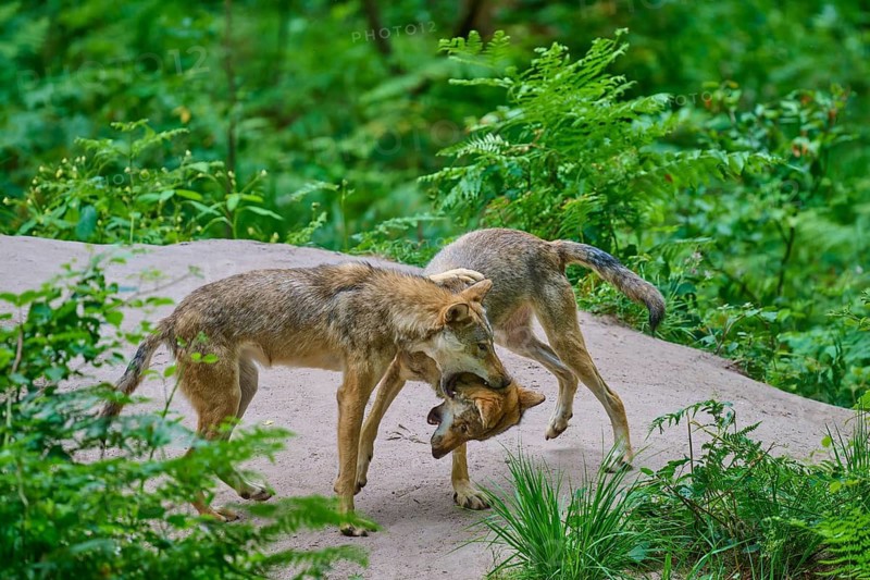 Two wolves are playing together in a dense forest, surrounded by green vegetation, Wolf (Canis lupus), Germany