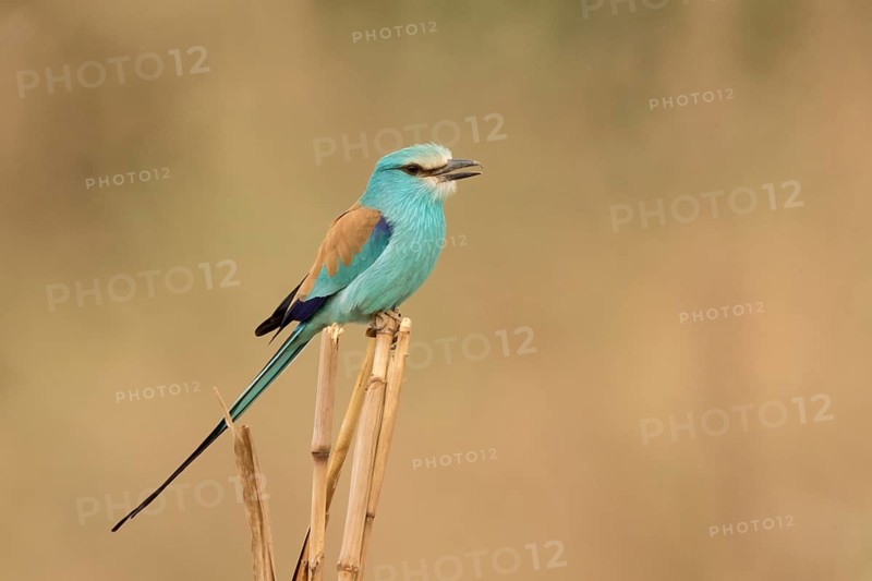 Abyssinian Roller (Coracias abyssinicus), Gambia