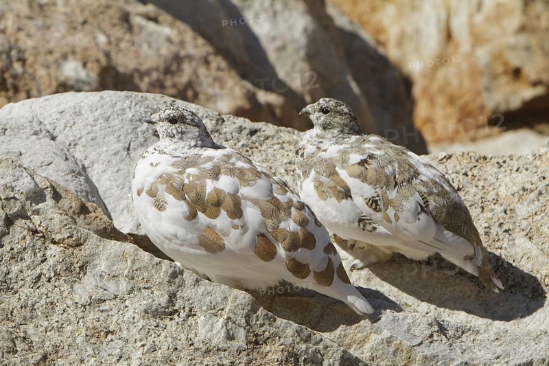 White-tailed Ptarmigan (Lagopus leucura), California, USA