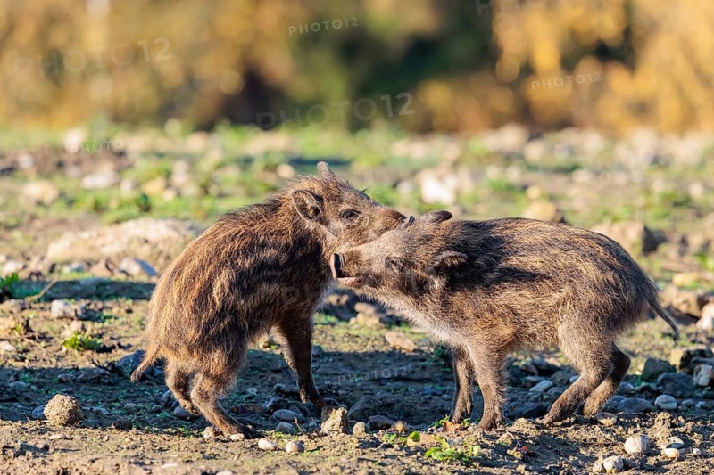 Two young wild boars (Sus scrofa) are fighting fiercely in the early morning light in a clearing. Bavaria, Germany