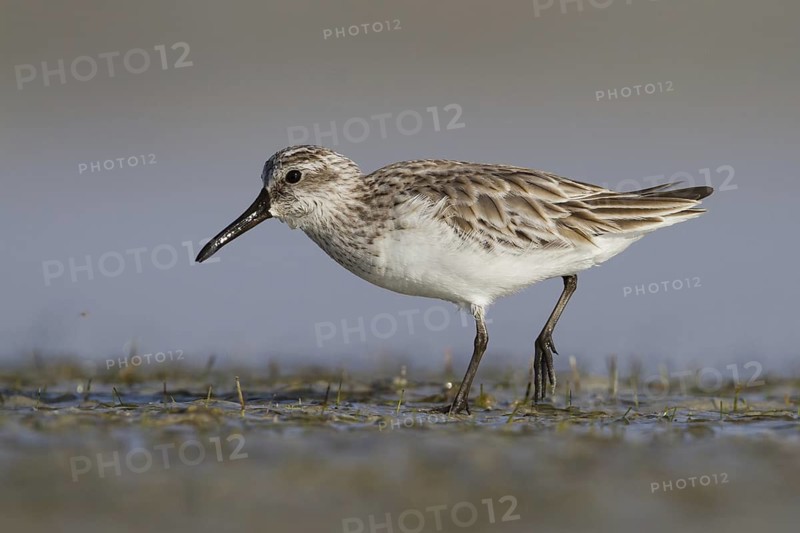 Broad-billed Sandpiper (Calidris falcinellus), Oman