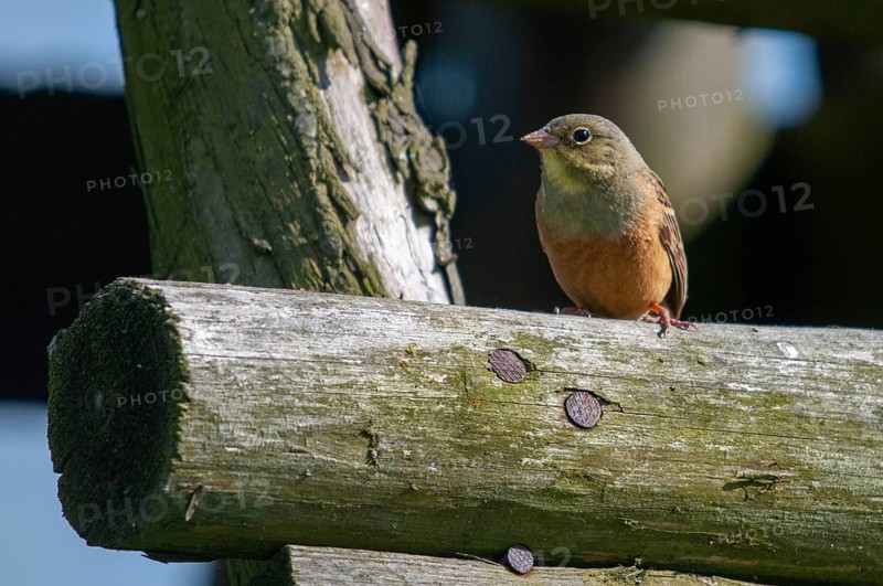Emberiza hortulana, ortolan, ortolan bunting, birds, male, passeri, songbirds, songbirds, birds