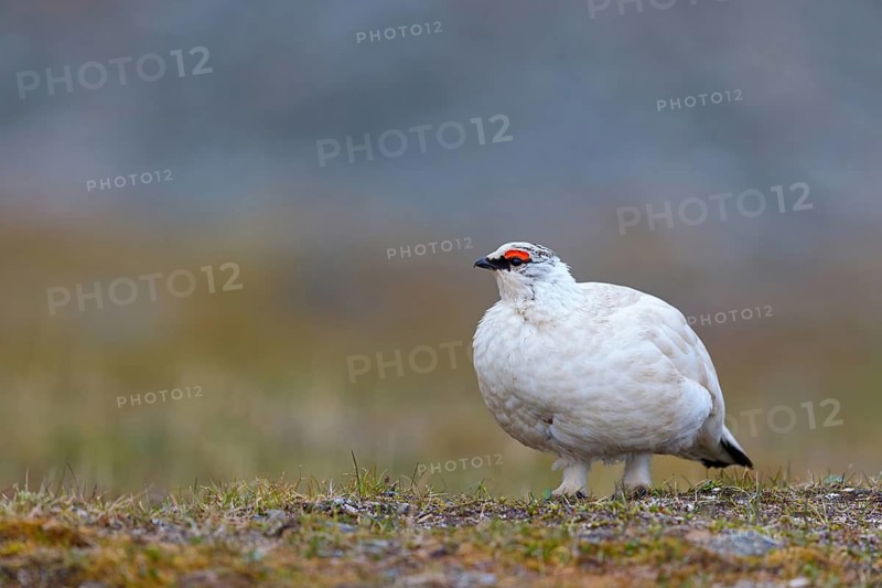 Rock ptarmigan, Svalbard Rock ptarmigan, Ptarmigan, (Lagopus mutus), Lagopus muta hyperbore), male, Longyearbyen, Svalbard / Svalbard, Norway