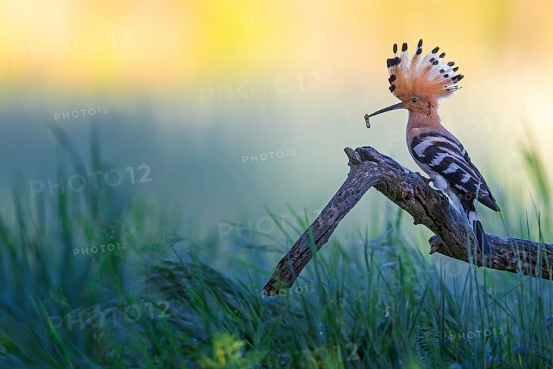 Eurasian Hoopoe (Upupa epops) with food in beak, Saxony-Anhalt, Germany