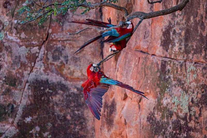 Red-and-green macaw (Ara chloropterus) Buraco das Araras Brazil