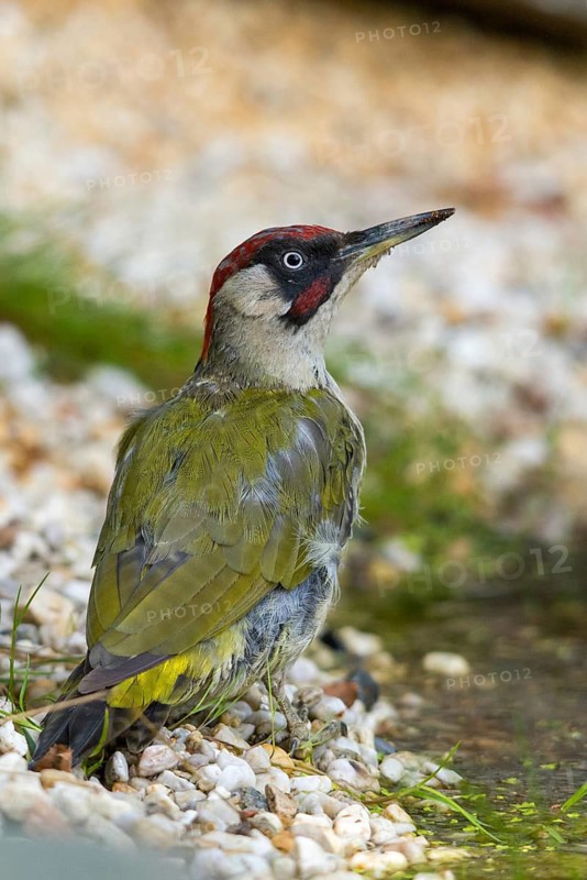 Green woodpecker, green woodpecker, picus viridis, bath, bird bath, birds, high size, portrait format, piciforms, woodpeckers, watering place, woodpecker