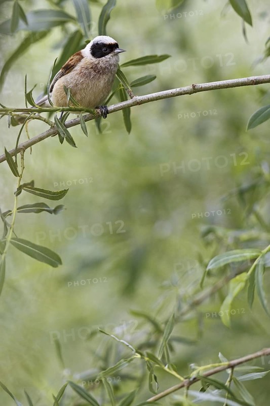 Eurasian Penduline Tit (Remiz pendulinus) male, Castile, Spain