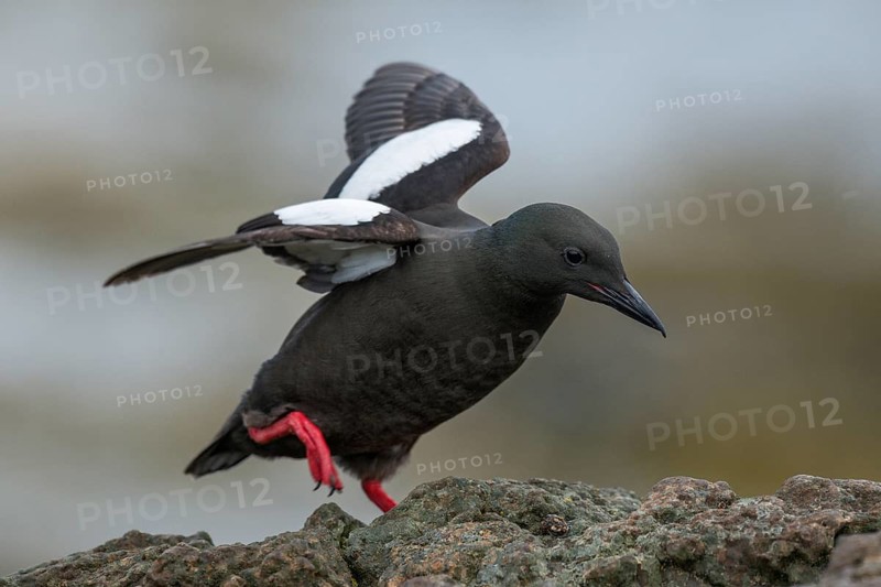 Black Guillemot (Cepphus grylle) perched on a rock, Iceland