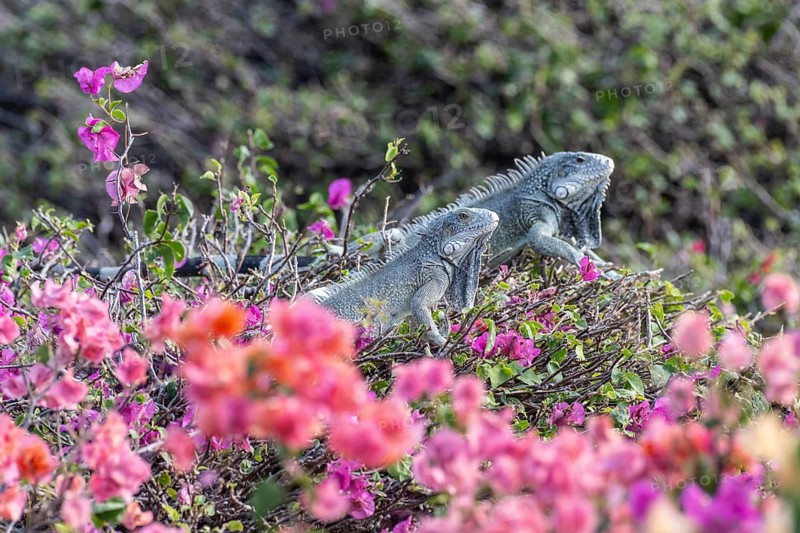 Green iguana (Iguana iguana), Curacao