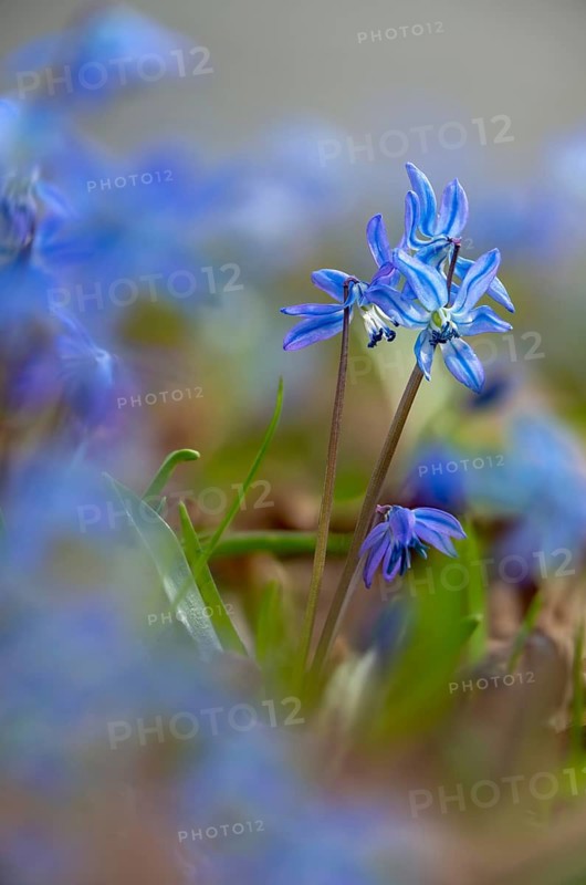 Bluestar, hyacinthaceae, hyacinth family, nodding star hyacinth, nodding bluestar, Russian bluestar, scilla siberica, Siberian star hyacinth, Siberian bluestar, flora, high size, portrait, plants, plants