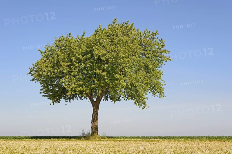 Solitary tree, cherry (Prunus) at the edge of a field, blue sky, North Rhine-Westphalia, Germany