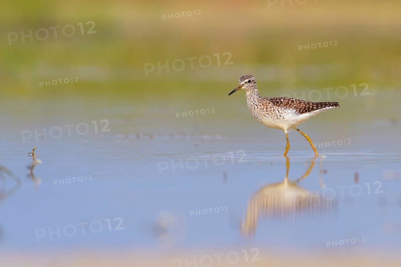 Wood Sandpiper (Tringa glareola) foraging, Lazio, Italy
