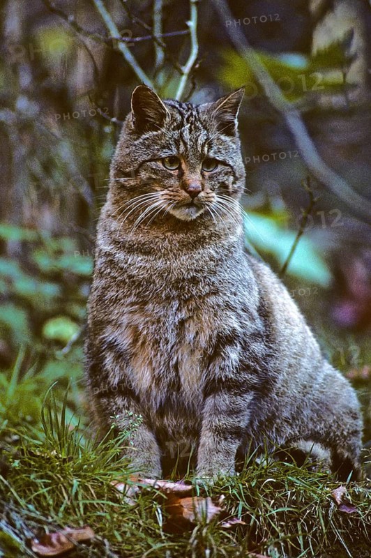 Carnivora, felis silvestris, predators, wildcat, high size, portrait format, mammals, raptors, mammals
