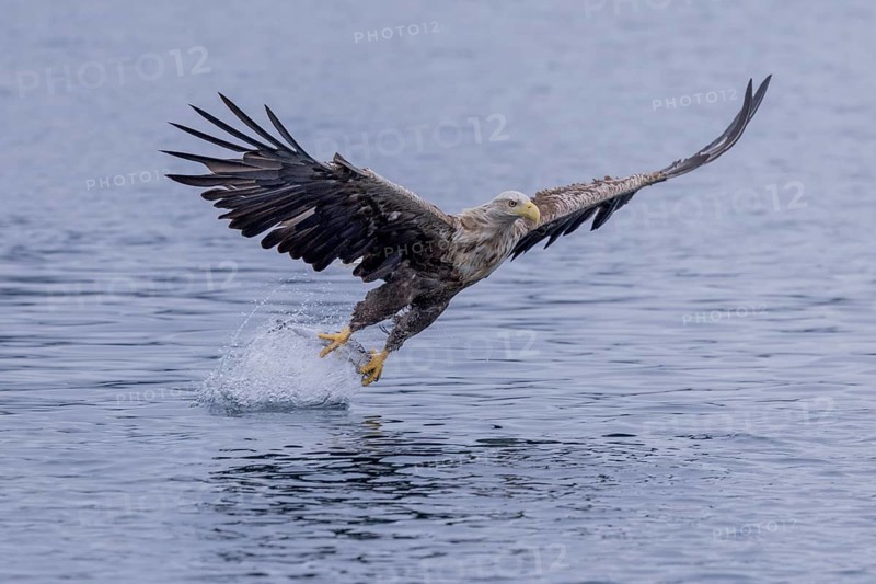 White-tailed eagle (Haliaeetus albicilla), hunting, Vesteralen, Norway