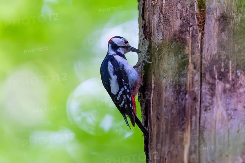 Pileated Woodpecker (Dendrocopos major) at the breeding cavity, Piciformes, Göggingen, Krauchenwies, Landkreis Sigmaringen, Baden-Württemberg, Baden-Württemberg, Germany