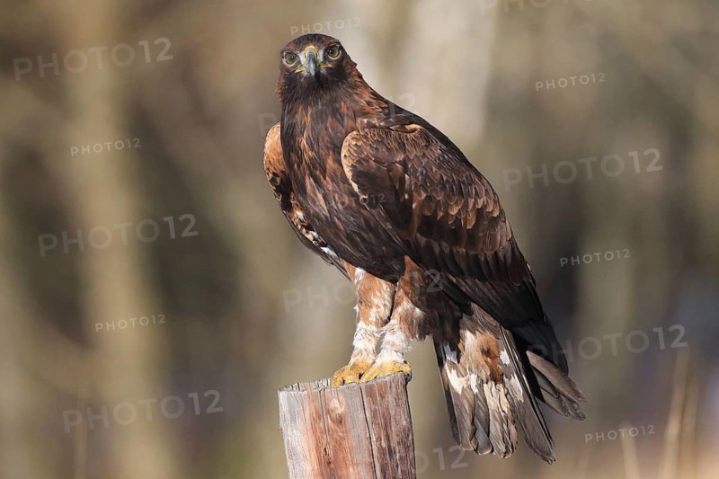 A confident eagle stands on a tree trunk and looks ahead, Golden Eagle (Aquila chrysaetos), adult, perched, in winter, Šumava Forest, Czech Republic