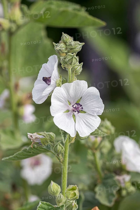 Marshmallow (Althaea officinalis)