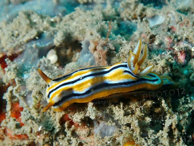 A striped nudibranch with vivid orange and black colours, Coleman's splendid star snail (Chromodoris colemani), Prapat dive site, Penyapangan, Bali, Indonesia