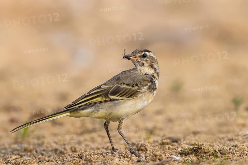 Western Yellow Wagtail (Motacilla flava) juvenile with an insect in its beak, North Rhine-Westphalia, Germany