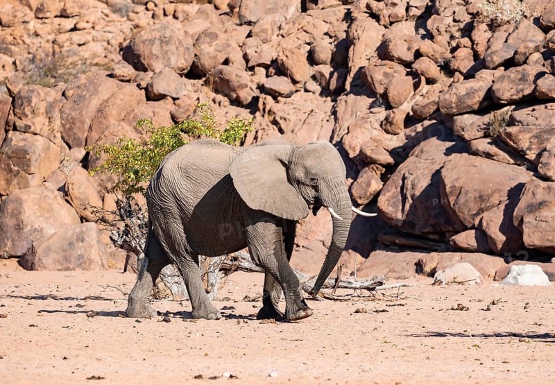 African elephant (Loxodonta africana), desert elephant, near the Hoanib River, Damaraland, Kunene region, Namibia