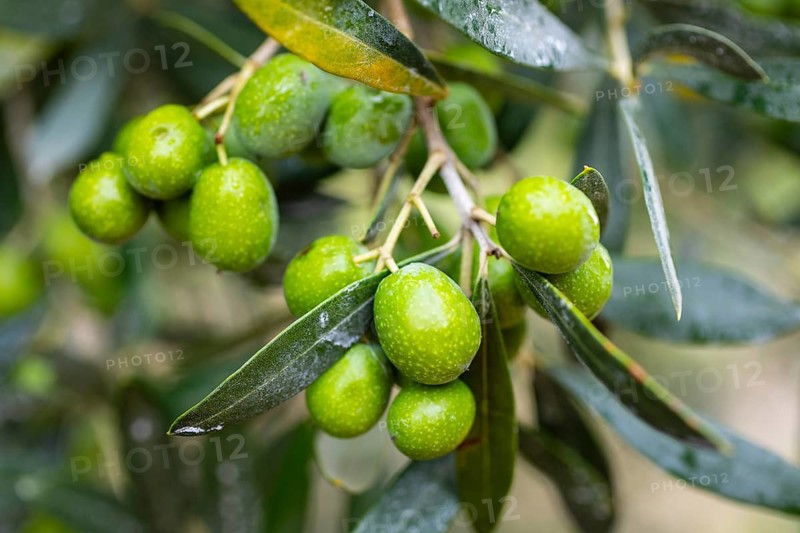 Olives ripen on the olive tree (Olea europaea), Tuscany, Italy
