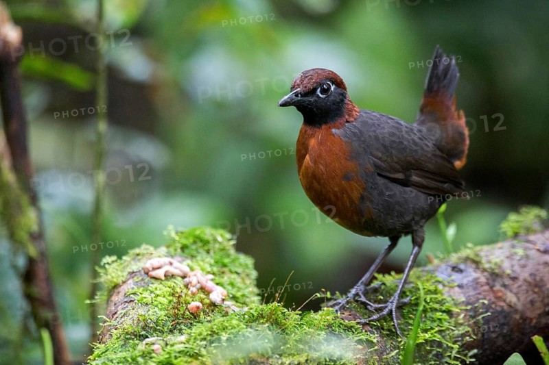 Rufous-breasted Antthrush (Formicarius rufipectus), Pichincha, Ecuador