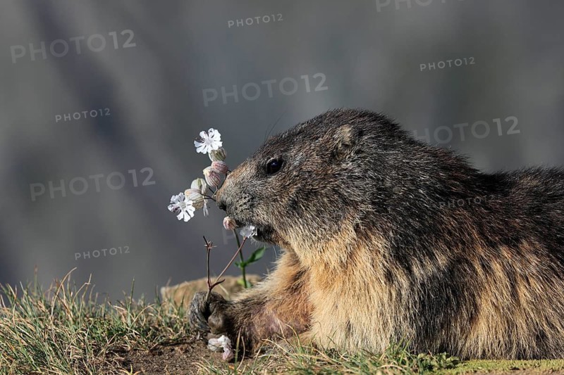 One adult Alpine Marmot, Marmota marmota, feeding on flowering herbs