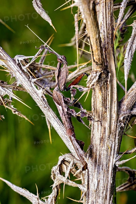 A brown praying mantis is cleverly hiding on a dry, spiny plant, a ghost mantis in a meadow near Windhoek in Namibia (Phyllocrania paradoxa)