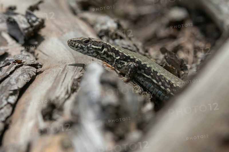Common wall lizard, Podarcis muralis, reptilia, lizards