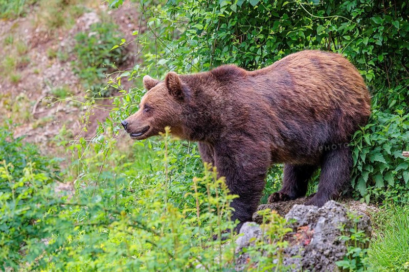 A female brown bear (Ursus arctos arctos) stands on a rock in dense vegetation in hilly terrain. Transylvania, Romania