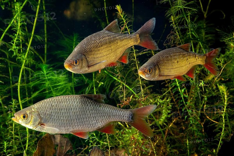 Red lead, rudd, rubella, scardinius erythrophthalmus, fake roach, fish, fishes, pisces
